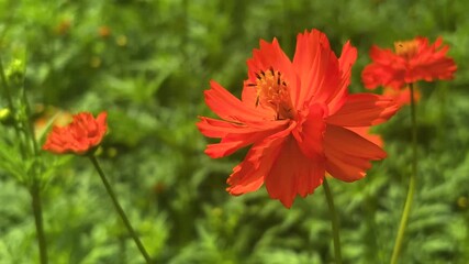 Wall Mural - Close up a beautiful orange Cosmos flower in the field under morning sunlight—landscape footage with space. Still shot footage.