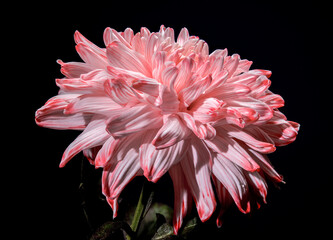 Wall Mural - Striking pink and white spider chrysanthemum bloom against a black background