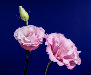 Wall Mural - Pink Lisianthus Flowers and a Bud on Blue