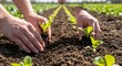 © Kalidawir - Close-up view of hands carefully planting young lettuce seedlings in rich, dark soil, showcasing the nurturing process of springtime agriculture.