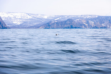 Wall Mural - blue water of avacha bay of on sunny spring day