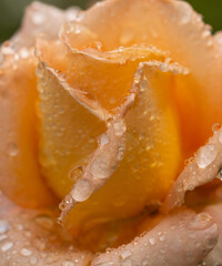 Wall Mural - A rose with water droplets on it
