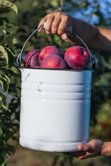 Wall Mural - A person is holding a white bucket with a bunch of red apples in it