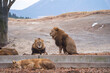 © recyap - two African lion resting by the pride area on a winter weather at Kyushu Wildlife Park African Safari
