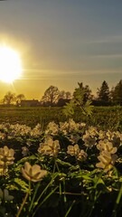 Wall Mural - Low angle time lapse hot of sun setting over a field with white flowers in foreground.