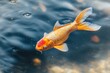 © Manon - Swimming goldfish in tranquil pond nature close-up peaceful water environment serene aquatic scene