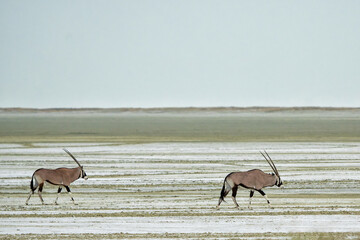 Wall Mural - Oryx, African oryx, or gemsbok (Oryx gazella) searching for water and food in the dry Etosha National Park in Namibia