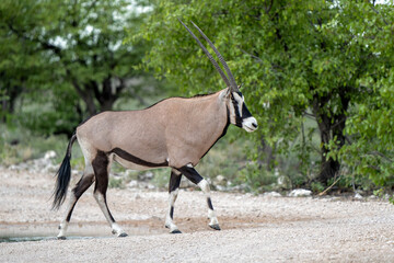 Wall Mural - Oryx, African oryx, or gemsbok (Oryx gazella) searching for water and food in the dry Etosha National Park in Namibia