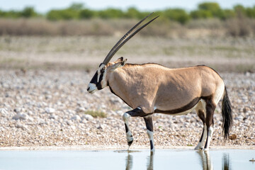 Wall Mural - Oryx, African oryx, or gemsbok (Oryx gazella) searching for water and food in the dry Etosha National Park in Namibia