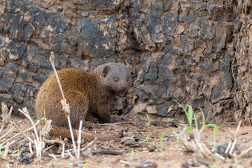 Wall Mural - common dwarf mongoose (helogale parvula) searching for food in the kruger national park in south afr