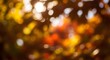 © XT Dabro - Beautiful golden hour light shines through the out-of-focus foliage, creating a warm and stunning natural bokeh effect for a perfect autumn background