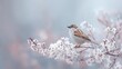 © Napat.T - Eurasian Sparrow Perched on Blossoming Cherry Blossom Branch in Soft Focus Setting