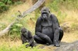 © Jürgen & Christine Sohns/imageBROKER - Western gorilla (Gorilla gorilla), adult, female, with young, sitting, on ground
