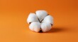 © 培 余 - A close-up of a cotton boll on an orange background