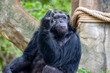 © Chanyut - Chimpanzee
