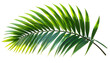 © risky - Vibrant palm leaf illustration