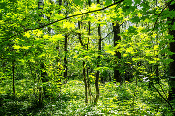Wall Mural - forest overgrown with green growth in city park