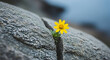 © Muhammad - A resilient yellow flower blooming through a crack in a rock perseverance nature strength hope growth bloom blossom spring summer wildflower botany flora plant life