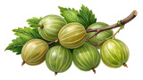 Watercolor painting of a gooseberry branch with ripe and unripe berries isolated on transparent background