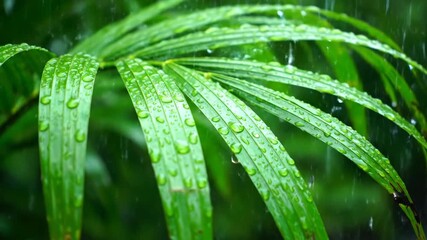Wall Mural - Gentle rain falls softly on large green palm leaves creating a calming natural rhythm vibrant, green palm leaves, close up