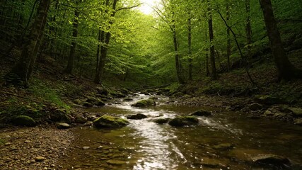 Wall Mural - Forest stream timelapse capturing dappled sunlight moving across the water as shadows lengthen and recede trees, natural beauty, shade
