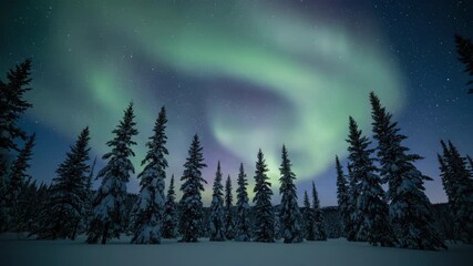 Wall Mural - Ethereal northern lights swirling above a silhouetted pine forest on a clear winter night planet earth, northern lights, night sky