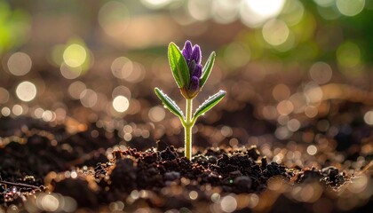 A vibrant purple flower sprout emerges from the rich dark soil, bathed in warm sunlight.