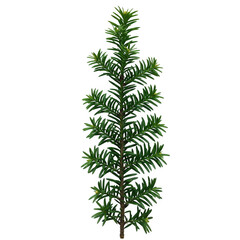 A single green fir tree branch isolated on white isolated on transparent background