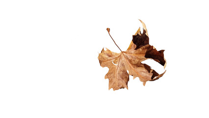 Wall Mural - leaf one falling flying in autumn saason isolated for background
