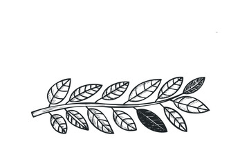 Wall Mural - Branch with Leaves Sketch. Vector hand drawn illustration