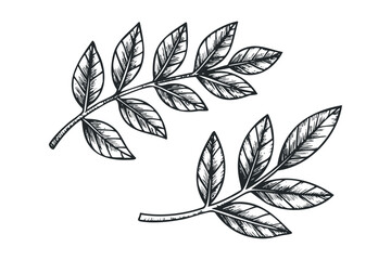 Wall Mural - Line drawing of two leafy branches. Vector hand drawn illustration