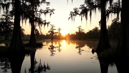 Wall Mural - ﻿Tranquil swamp sunrise timelapse with golden light spreading across the still water and ancient cypress trees conservation, ecology, golden light