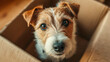 © timurlan999 - Cute jack russell terrier dog waiting in cardboard box