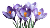 captivating close-up shot captures the delicate beauty of several vibrant purple crocus blossoms, each petal a soft. Isolated On Transparent and White Background