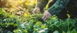 © Agil - Person harvesting greens in garden