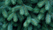 © Curioso.Photography - Close-up of green pine tree branches.