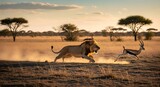 Majestic lion chasing a swift antelope across the savannah at sunset, showcasing nature's raw beauty