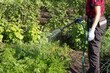 © Юлия Зотова (Байгаза - middle-aged woman in a red shirt watering a garden with a hose, country life in retirement