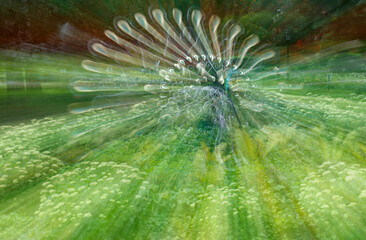 Wall Mural - Blurry image of a green field with a flower in the center