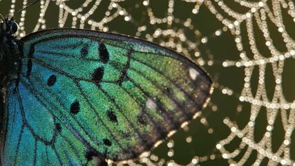 A vibrant green and blue butterfly rests on a dew-covered spiderweb, with sunlight glistening on the droplets.

