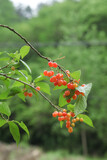 Red cherries on branch in cherry orchard with green foliage and tree plantation background
