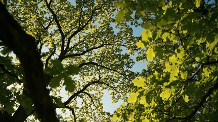 Wall Mural - Dappled sunlight filters through a dense oak canopy on a bright, peaceful morning with a slow upward tilt perspective, dense oak canopy, oak
