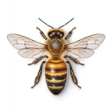 Detailed honeybee portrait, showcasing its delicate wings, fuzzy body, and intricate design against a clean background.