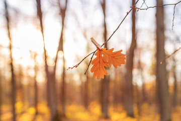 Wall Mural - Branch of autumn oak leaves, dead autumn leaves background park, Light sunny warm october day