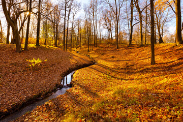 Wall Mural - Autumn season in a park with colorful trees and sunlight. autumn natural background, Autumn forest landscape wallpaper