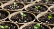 © Dyahpuji - Tiny green seedlings sprouting from soil in biodegradable starter pots.