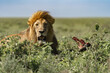 © Travel 'n' Lifestyle - View of a golden-maned lion rests amidst the verdant grasses, its gaze fixed, beside the remains of a kill under a vast, sunlit sky, Seronera, Mara Region, Tanzania.