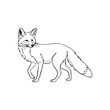 © akdesign - Line art illustration of a red fox walking with its tail up on a white background animal wildlife