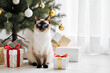© Siyuan Huang - Cute Siamese cat with blue eyes sitting next to a decorated Christmas tree and gift boxes