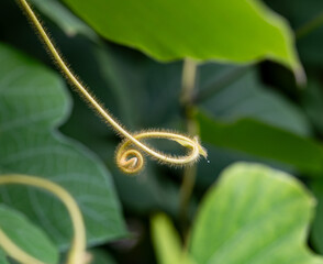 Wall Mural - A leafy green plant with a curled up stem
